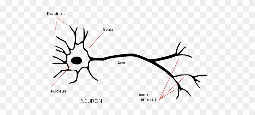 527px Neuron Annotated Svg Structure Of Biological Neuron Full