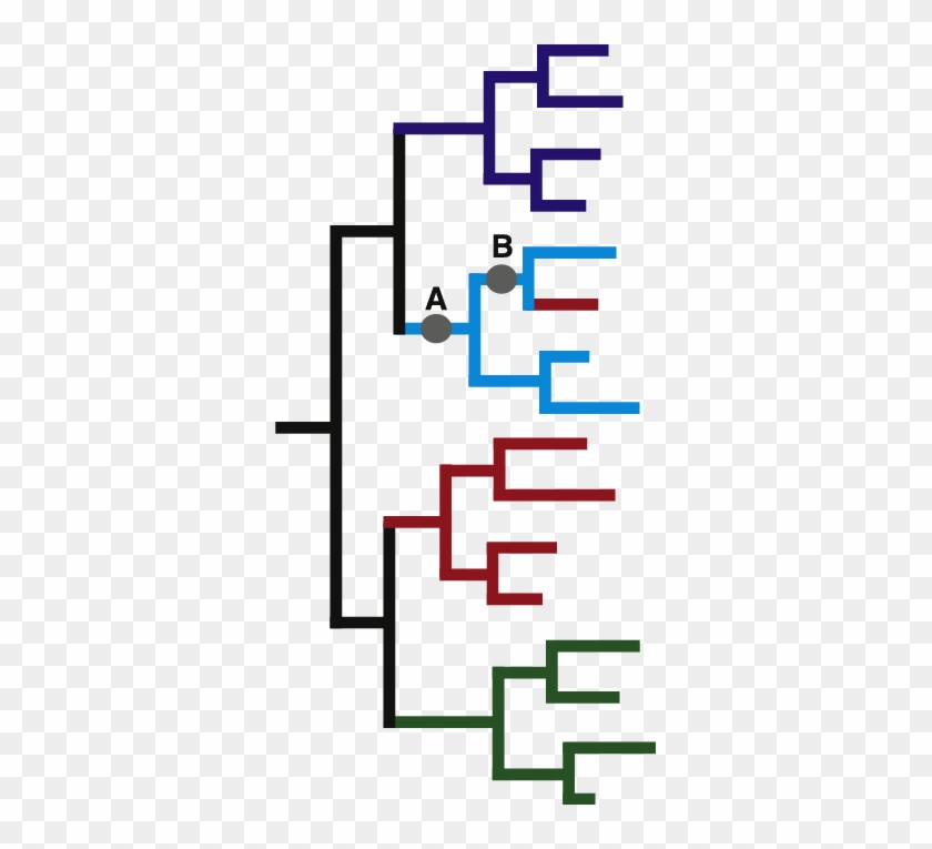 E Schematic Phylogenetic Tree Showing The Best Possible Phylogenetic