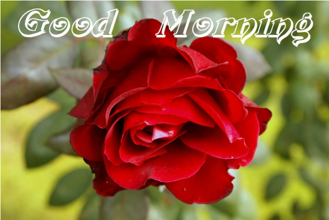 Good Morning Red Roses - (720x724) Png Clipart Download