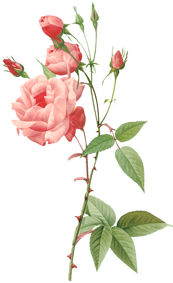 Pierre Joseph Redoute Roses - (357x585) Png Clipart Download