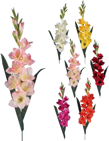 Gladiolus Png 500x535 Png Clipart Download