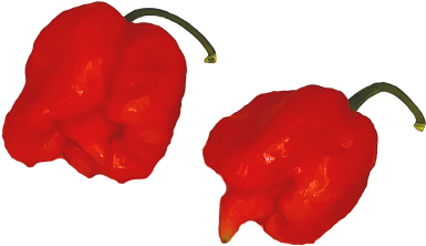 Carolina Reaper - Illustration - (500x500) Png Clipart Download