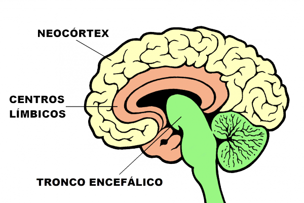 Cerebro Sección 7 Transp - Tronco Encefalico Y Neocortex - Full Size ...