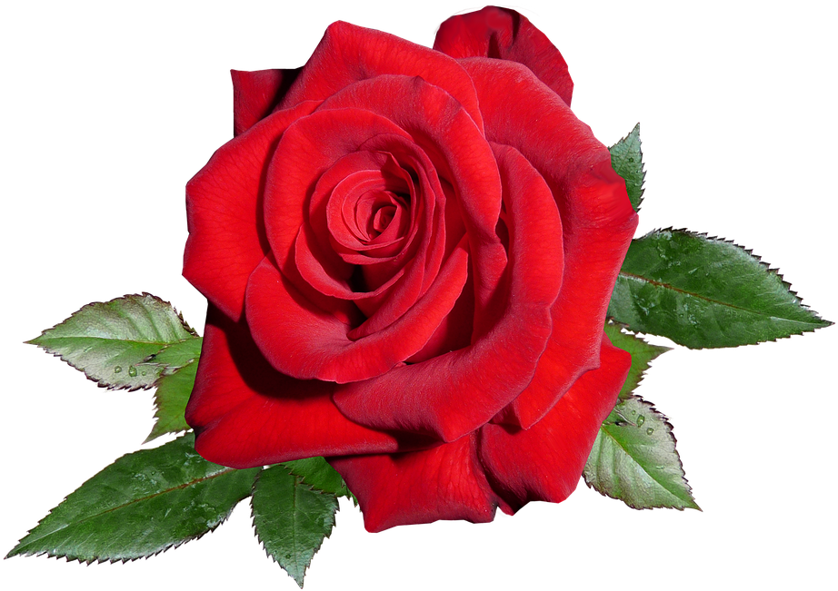 Rose png