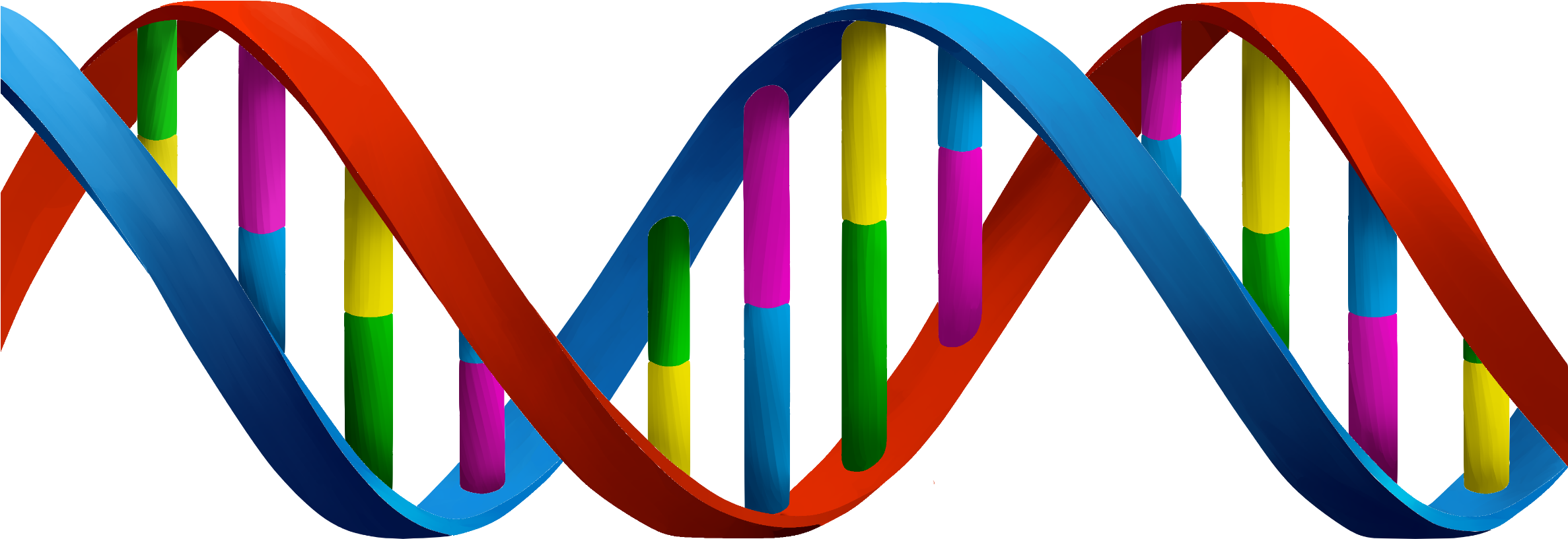 Dna Strand Free Cclicense - Dna Png - (2373x836) Png Clipart Download