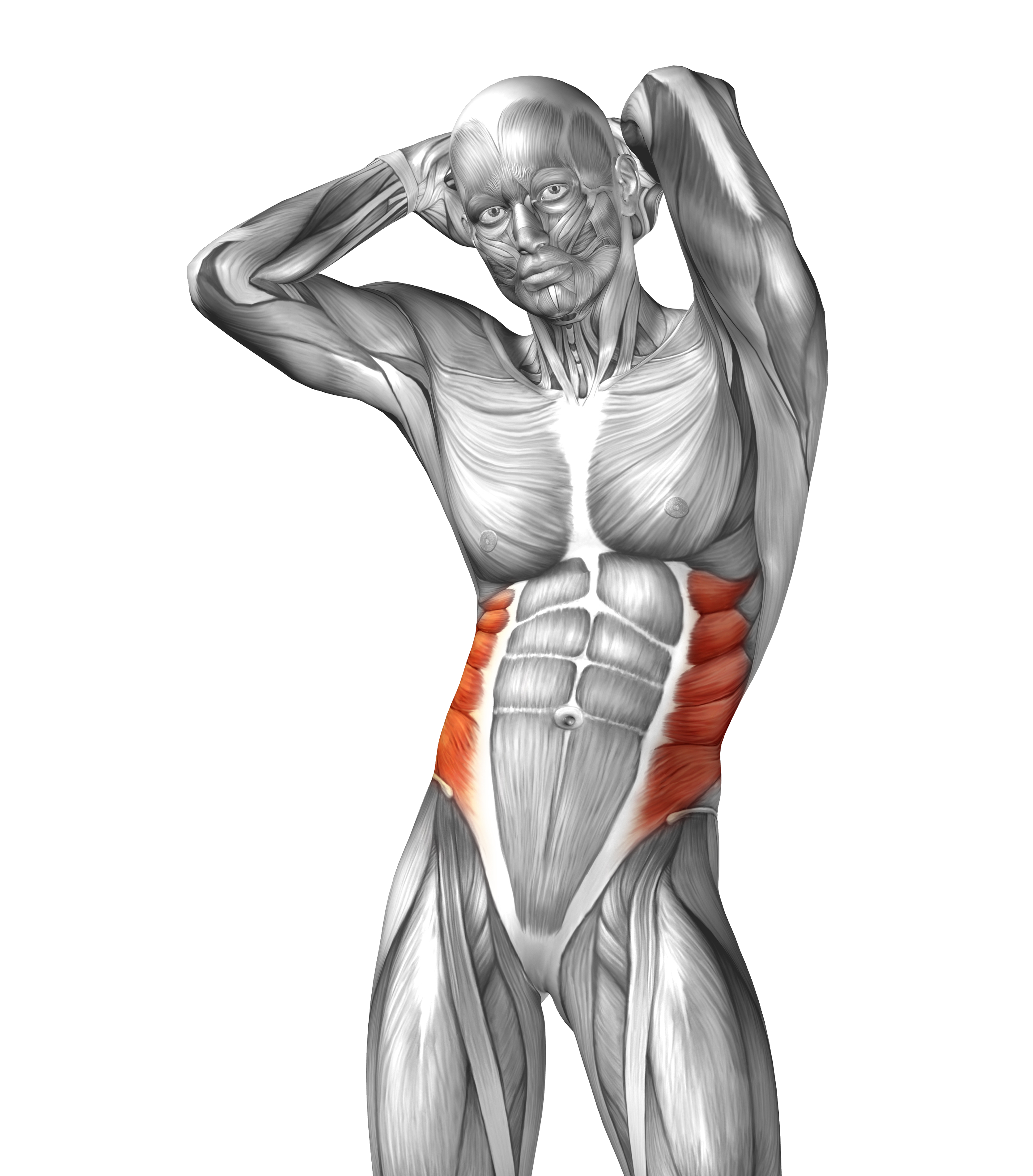 Abdomen muscles of anterior abdominal Wall