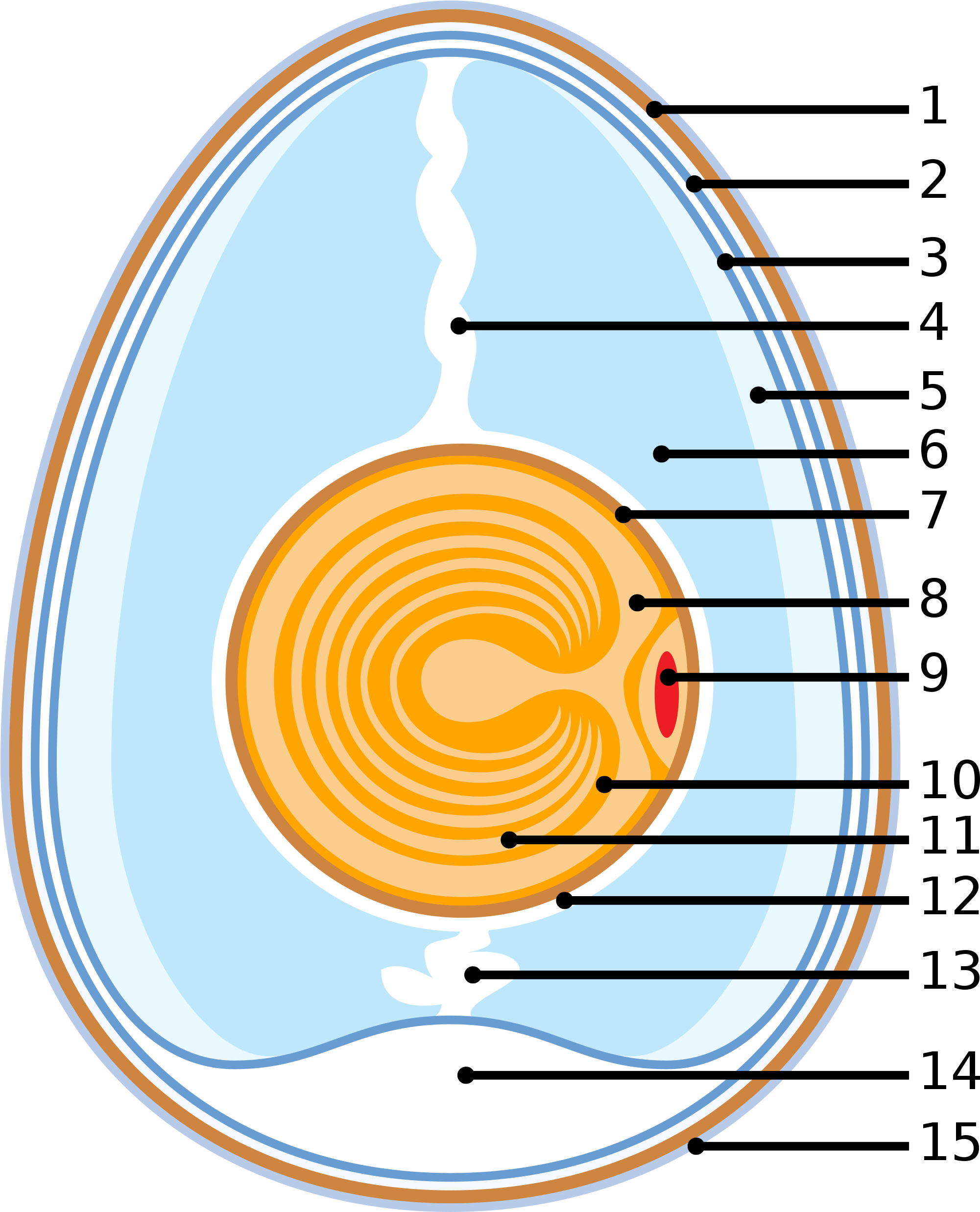 schematic-of-a-chicken-egg-anatomy-of-an-egg-2000x2481-png