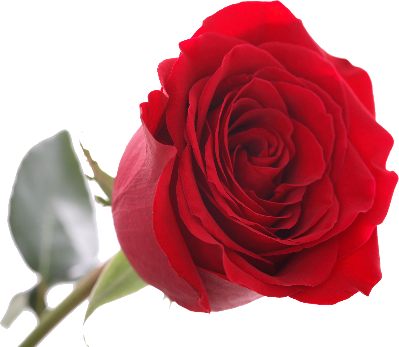 Rose png