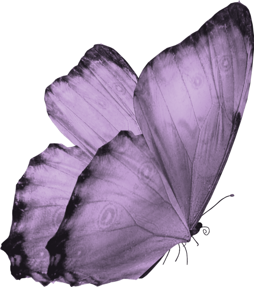 butterfly png for photoshop free download