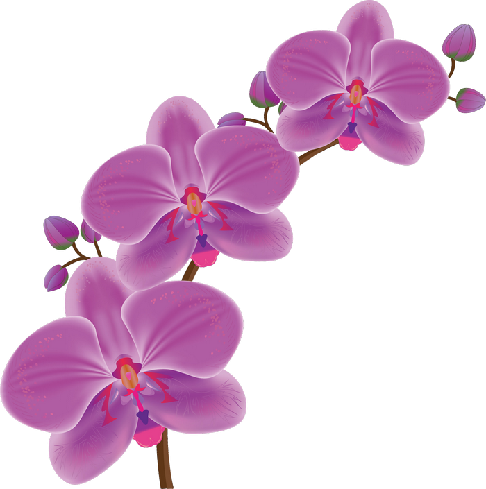 Orchid Drawing - (700x705) Png Clipart Download