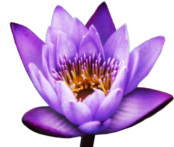 Lotus Flower Psd - Lotus Flower Png Transparent Background - (400x300 