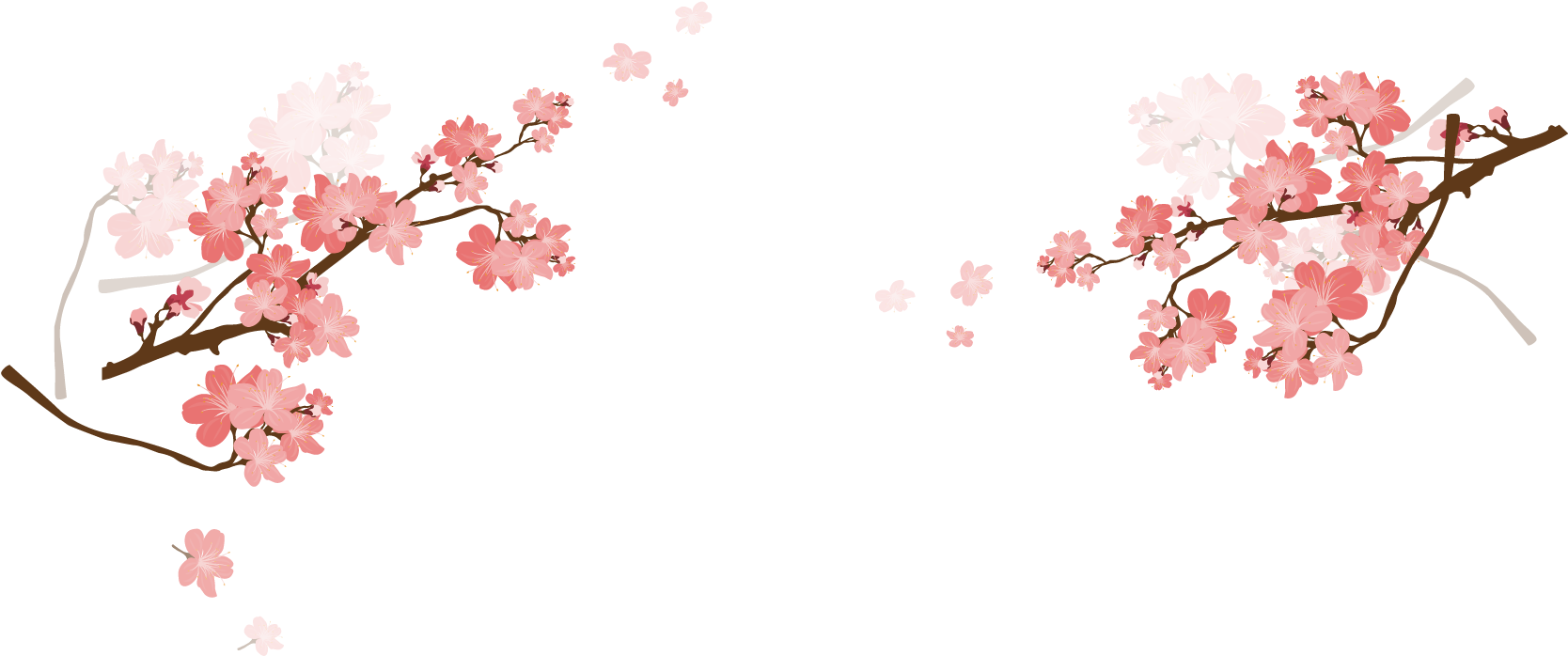 Cherry Blossom Pink - Cherry Blossom Png Vector - (1875x1875) Png ...