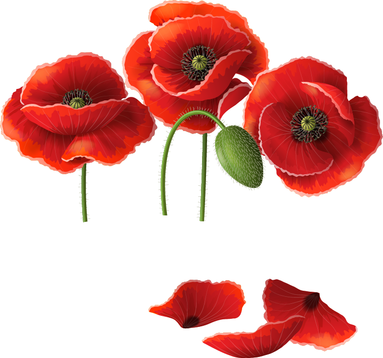 Poppy png