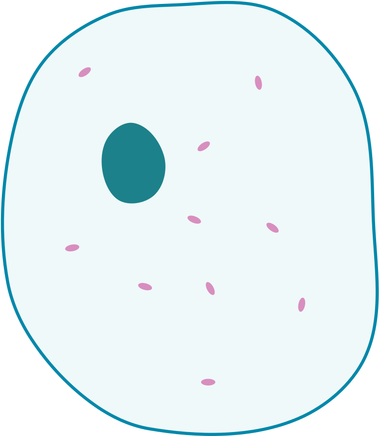 Simple Diagram Of Animal Cell - Simple Animal Cell Unlabelled ...