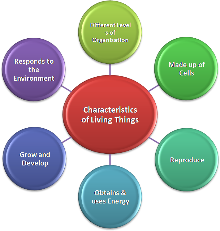 More living things. Characteristics of Living things. Seven characteristics of Living things. Reproduction of Living things. Seven Living characteristics.