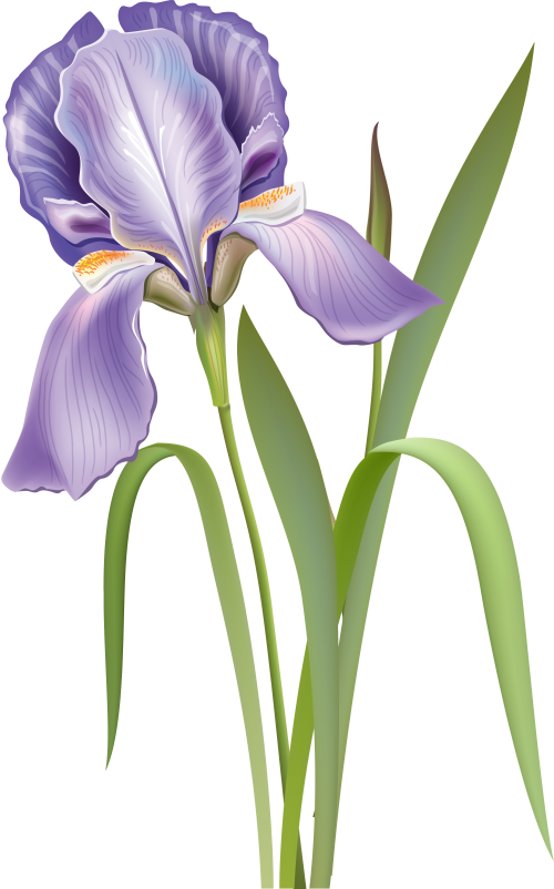 Iris Versicolor Botanical Art (500x802)