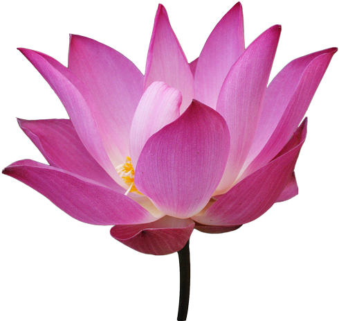 Lotus Flower With Steam - Lotus Flower Png Transparent - (500x468) Png ...