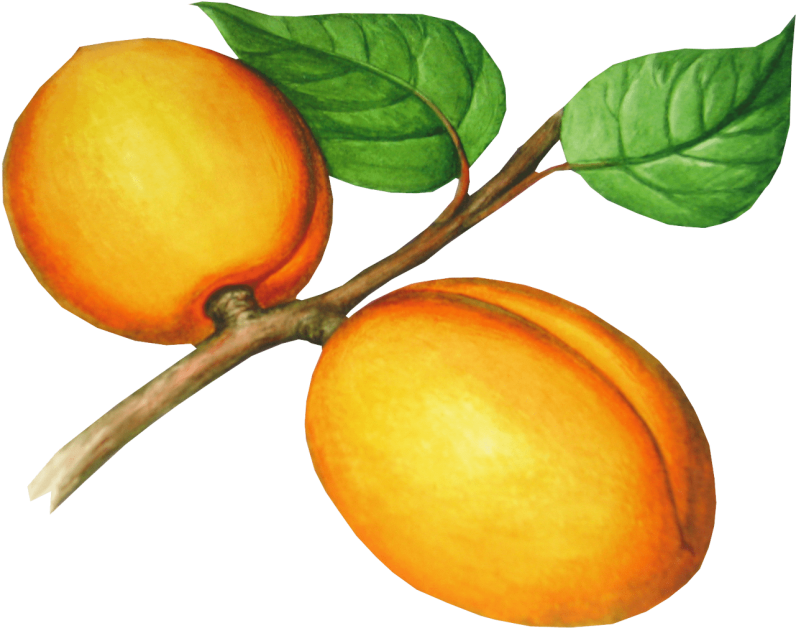 Free Png Peach Png Images Transparent - Абрикос Пнг Рисунок (850x667)