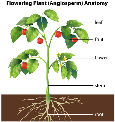 Parts Of A Plant - Parts Of A Plants - (376x399) Png Clipart Download