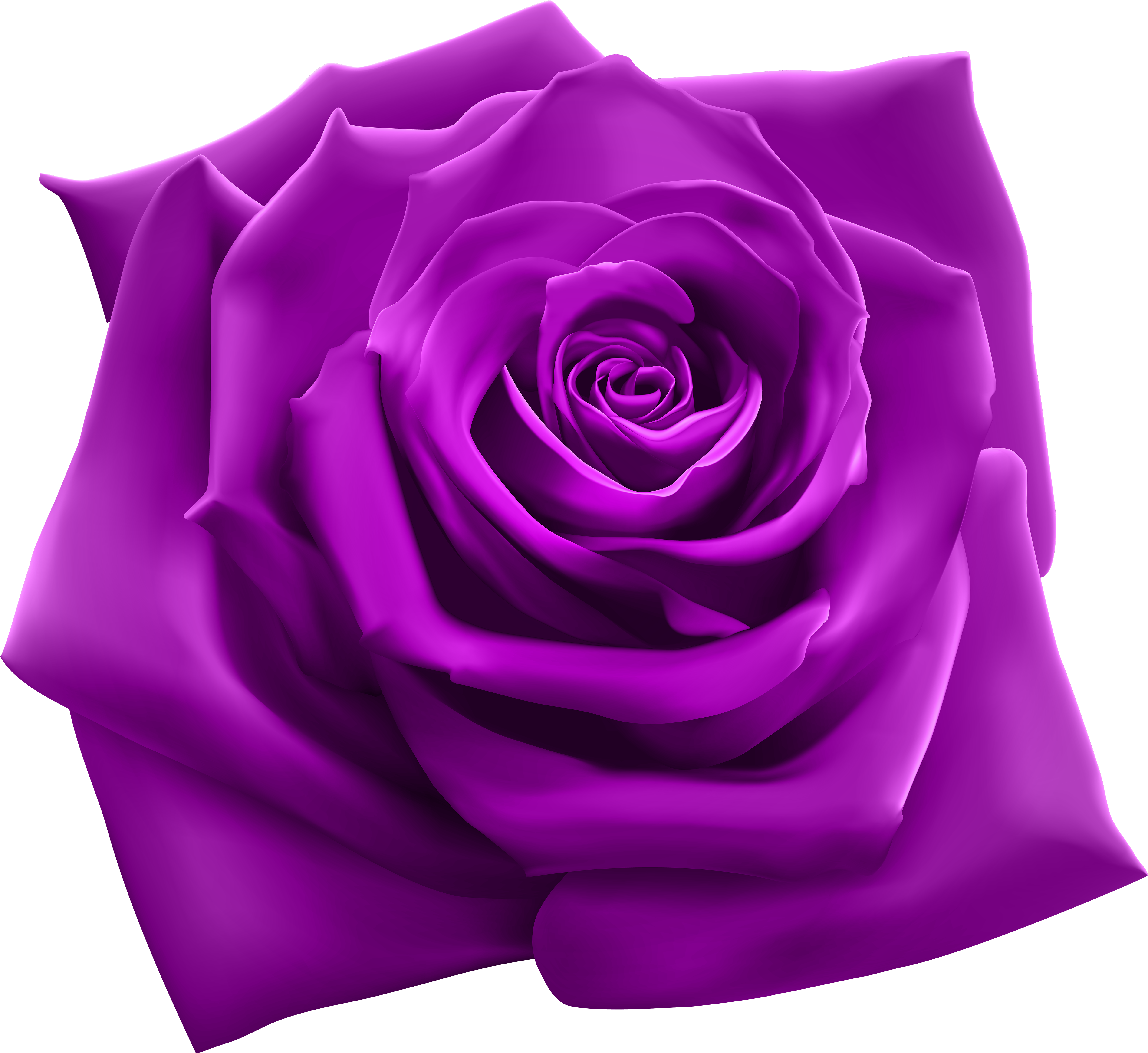 Rose png. Цветы одиночные.