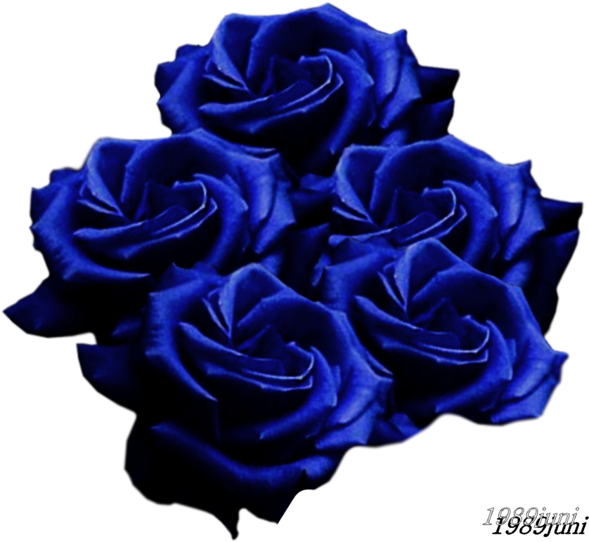 Blue Roses - Black Rose - (900x814) Png Clipart Download