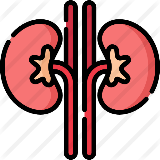 Kidney - Excretory System (512x512)