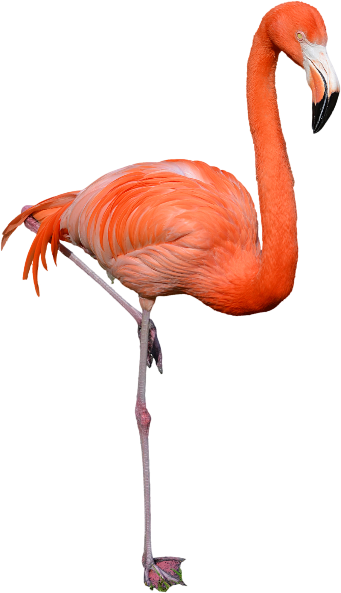 Flamingo Png - Flamingo Png (1600x2411)