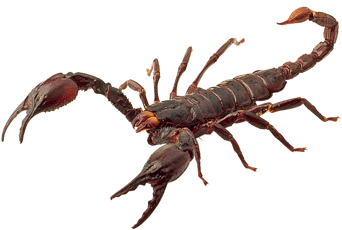 Scorpion Png - Skorpió Png (695x468)