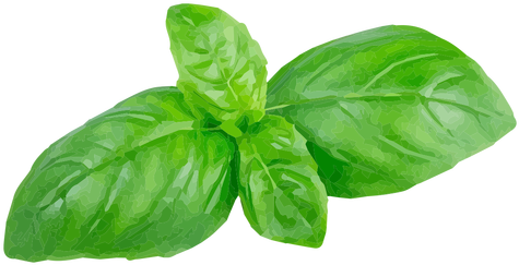 Basil Herb Illustration Transparent Png Basil Leaves Png