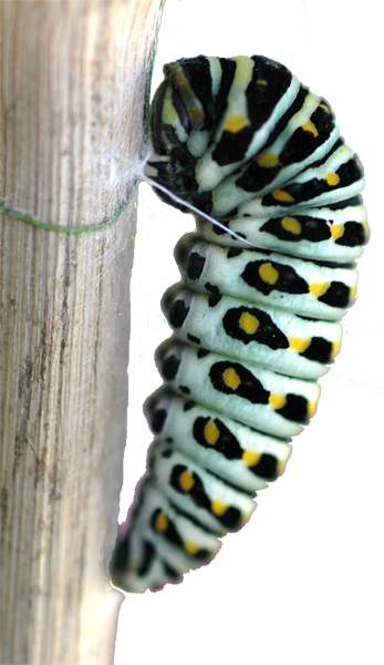 Anise Swallowtail - Chrysalis (347x600)