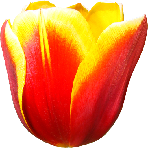 Sprenger's Tulip (512x512)