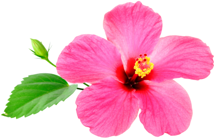 Commonly, We Advertise Special Deals Featuring Our - Chinese Hibiscus (447x296)