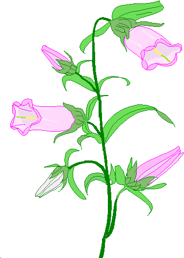 Canterbury Bells - (473x543) Png Clipart Download