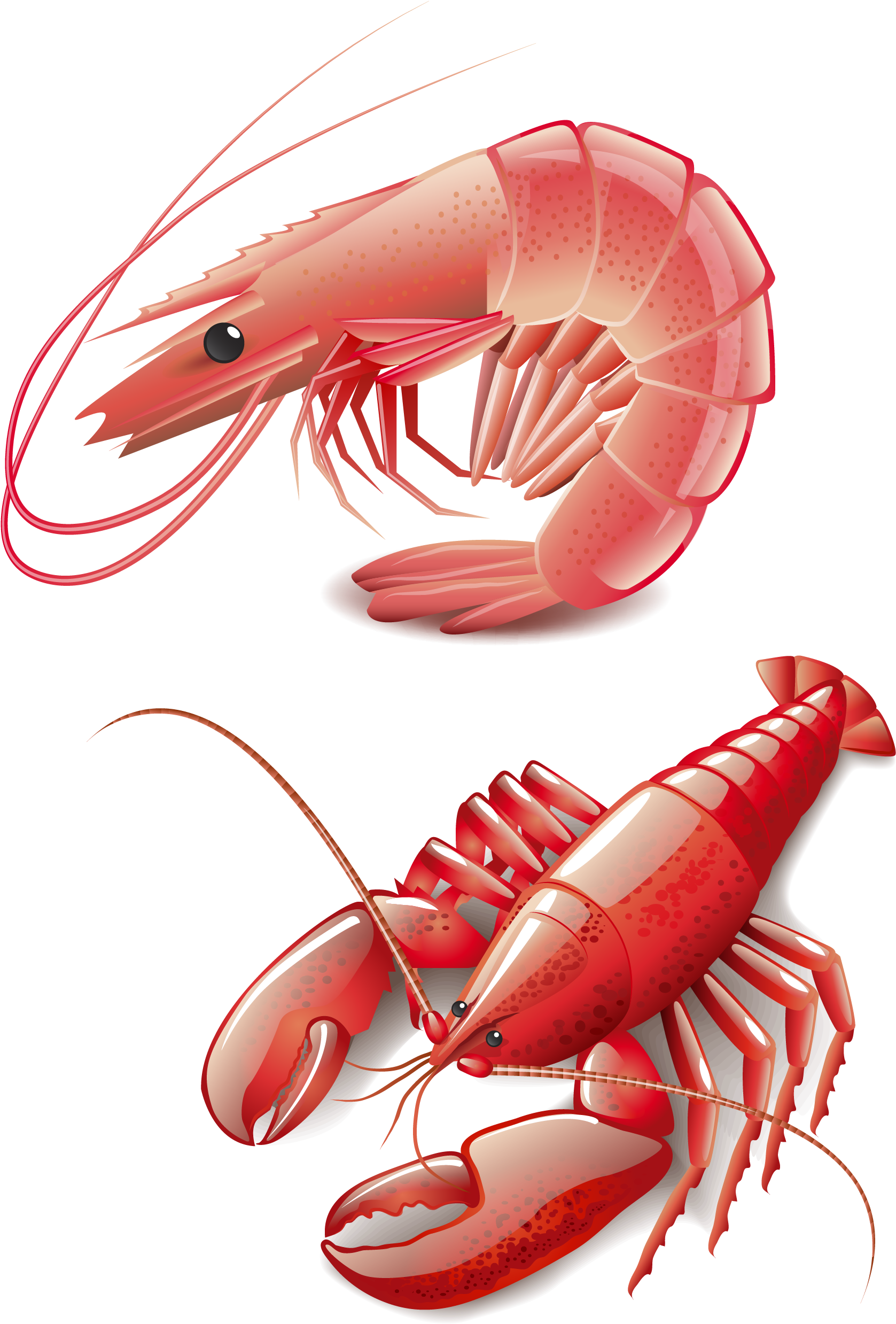 Red Lobster Websiteterms Of Use