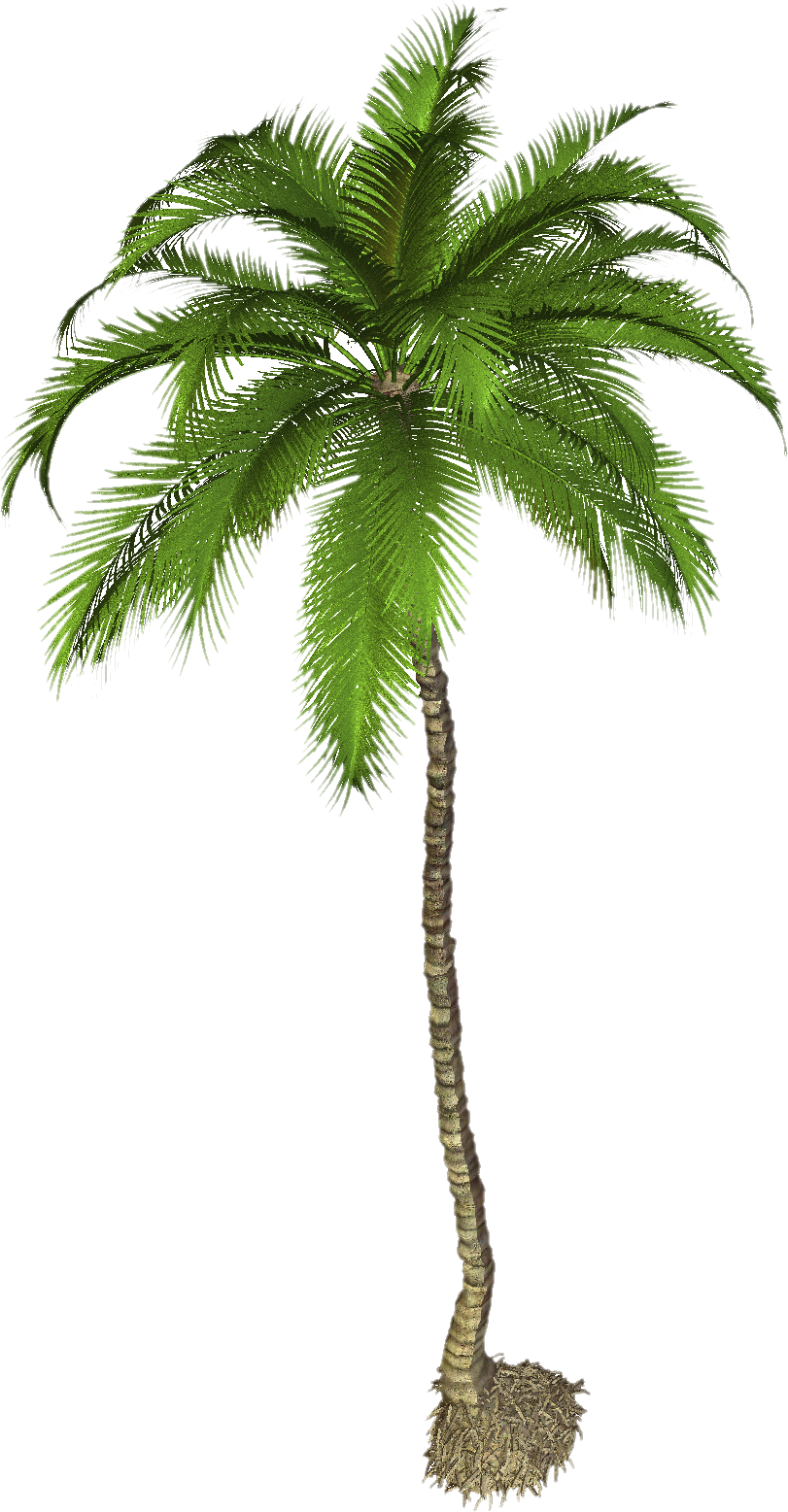 Cancel - Palm Tree White Background (811x1557)