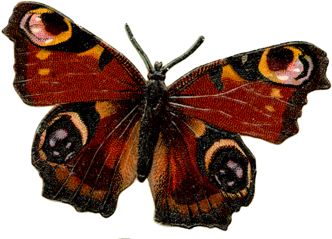 Винтажные Бабочки Для Декупажа - Butterfly Png Vintage (700x522)