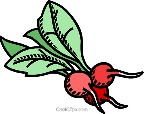 Radish, Vegetable Royalty Free Vector Clip Art Illustration - Clipart Gemüse (480x381)