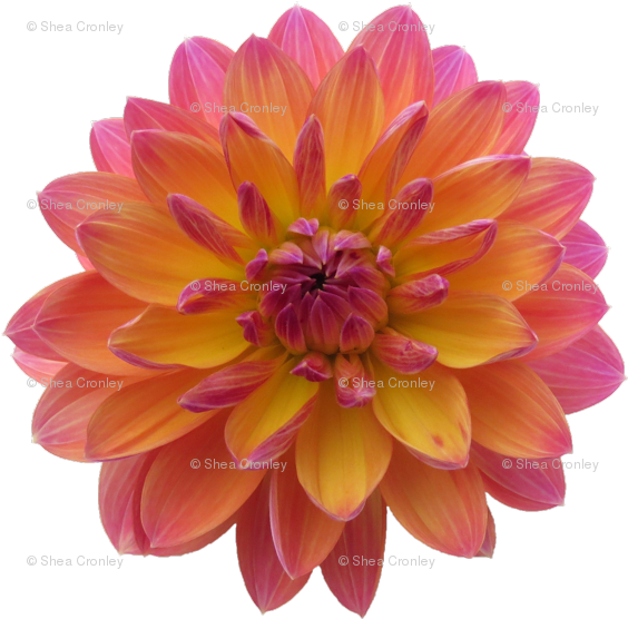 Dahlia - (576x575) Png Clipart Download