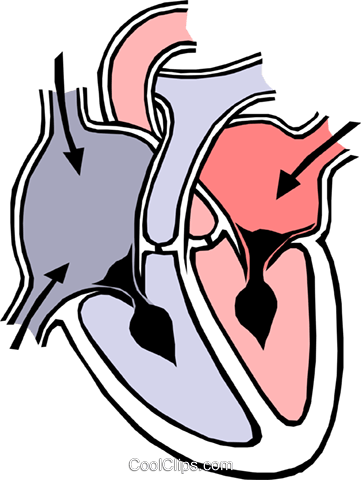 Heart Chambers Royalty Free Vector Clip Art Illustration - Heart ...