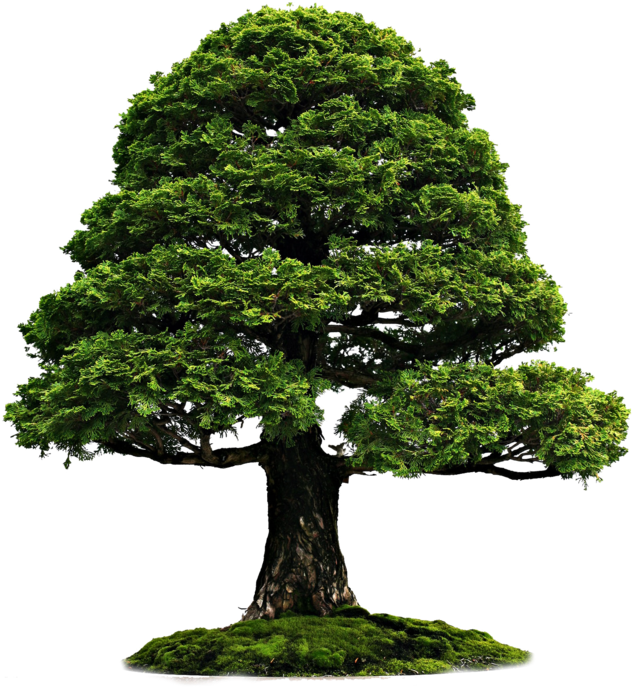 Bonsai Png - (1024x768) Png Clipart Download