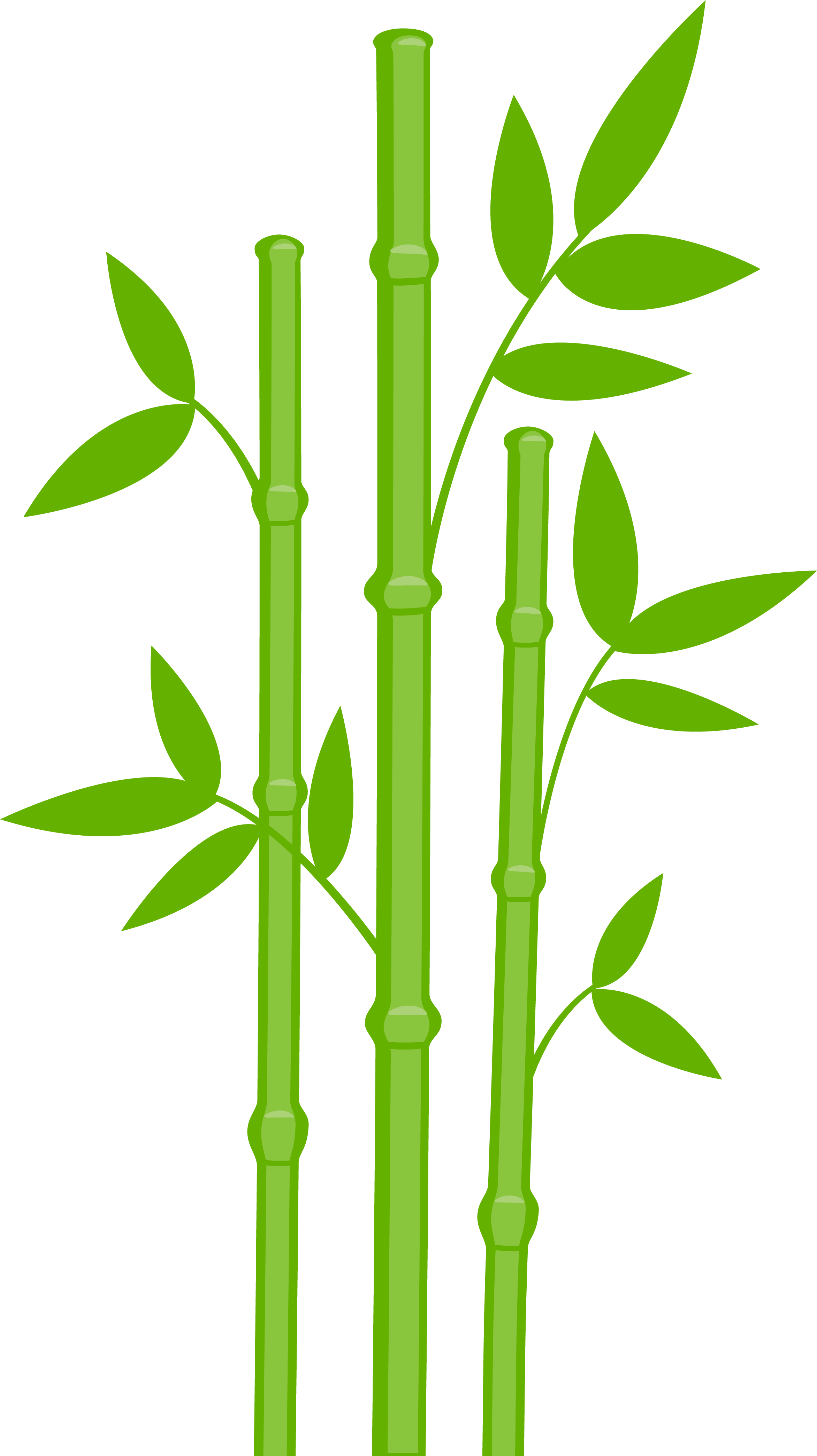 Bamboo Clipart Bamboo Leaves - Bamboo Transparent - (2343x4196) Png ...