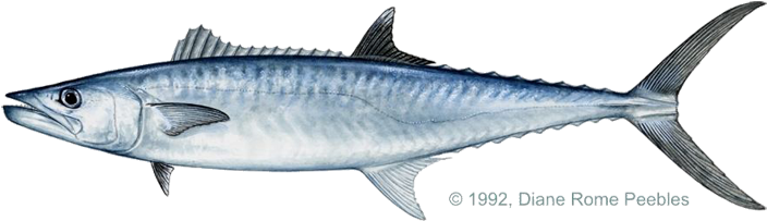 Grouper Clipart King - Barracuda Vs King Fish - (720x240) Png Clipart ...