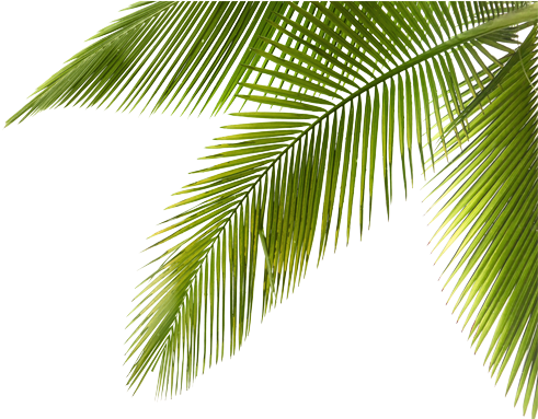 Find Your Endless Dreamy Destination Where The Charming - Coconut Tree Branch Png (490x430)