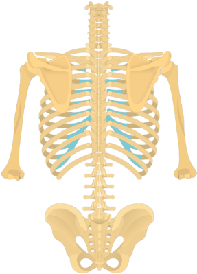 The Anatomical Characteristics Of A Thoracic Vertebra - Skeleton Of The ...