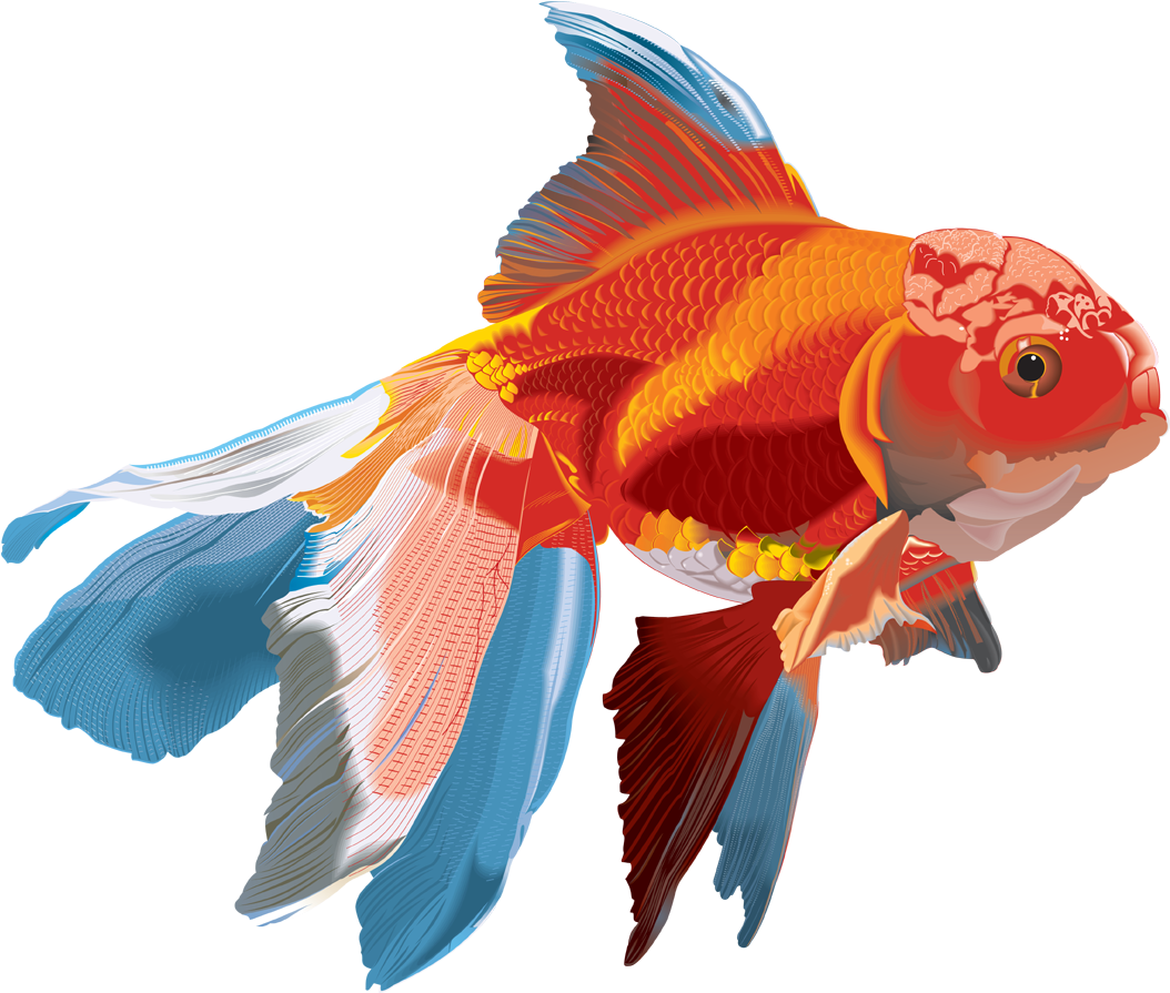 Fish png. Рыбка на прозрачном фоне. Рыба на прозрачном фоне. Красивые рыбки. Векторная рыбка.