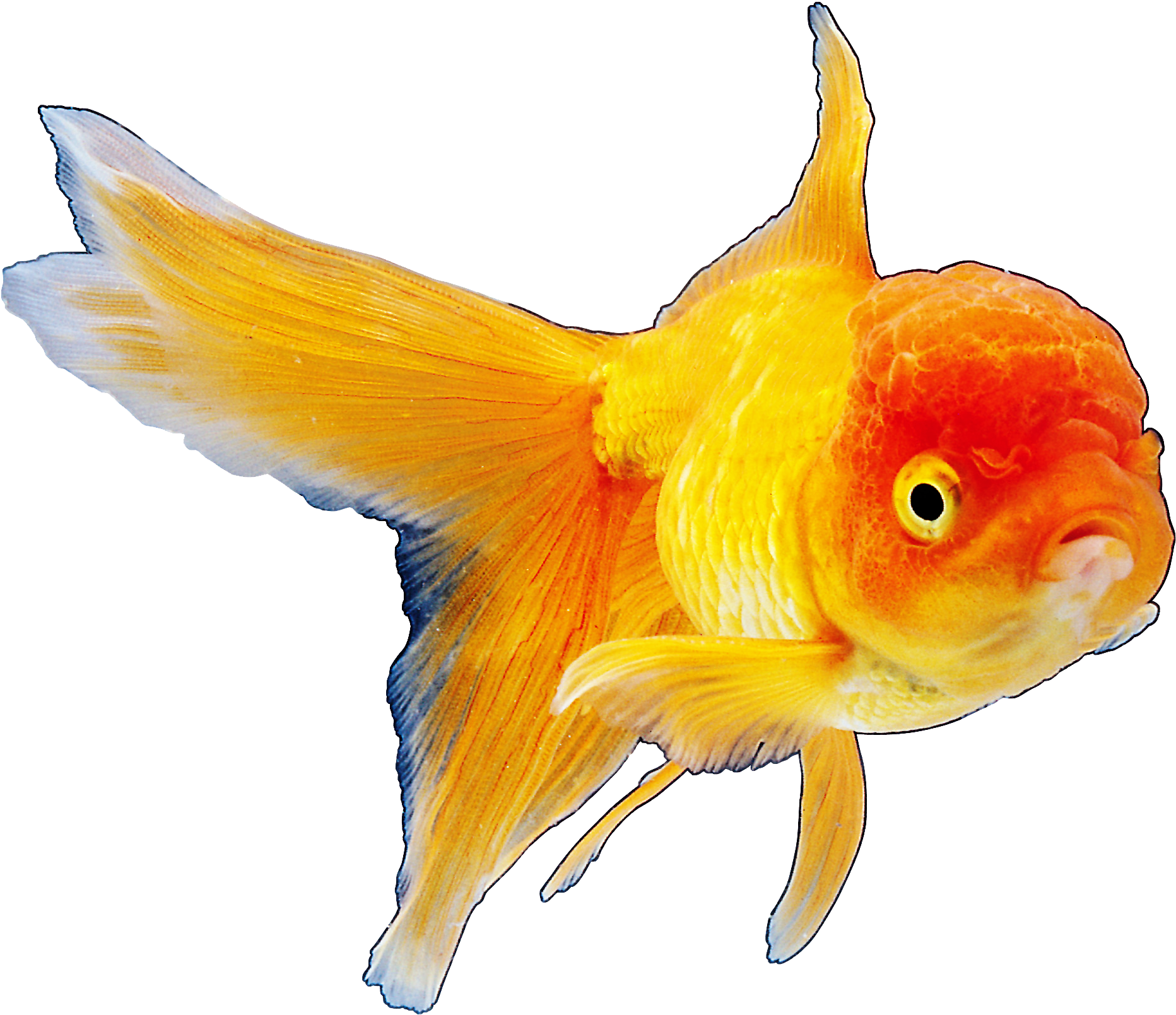 Realistic Goldfish Png Clipart Best Web Clipart - Realistic Goldfish Png Clipart Best Web Clipart (1876x1620)