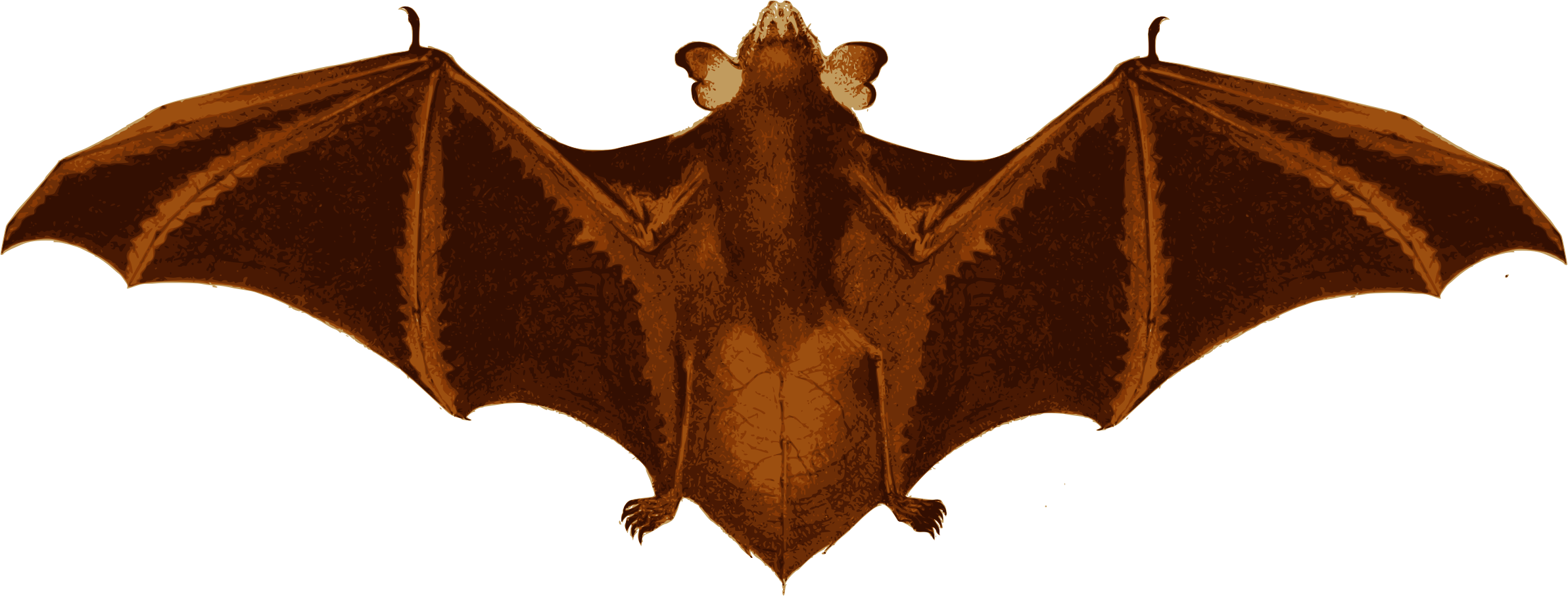 Big Image - Bat (2385x907)