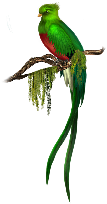 Clip Art - Quetzal Bird Png (421x800)