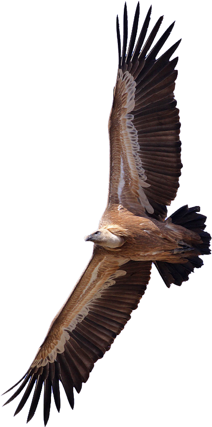 Griffon Vulture Transparent (436x870)