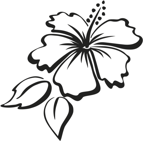 Outline Of Hibiscus Flowers - (500x500) Png Clipart Download